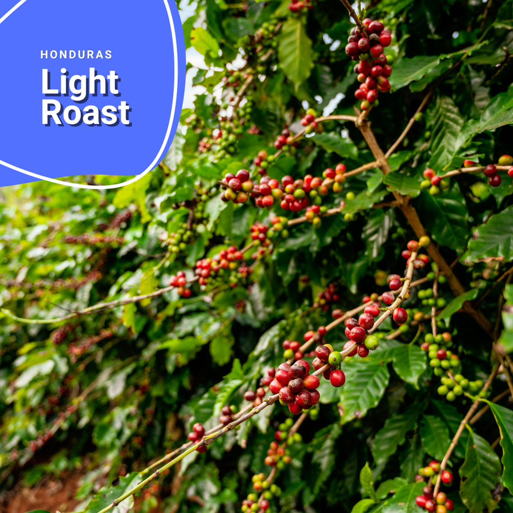 Light Roast - Honduras