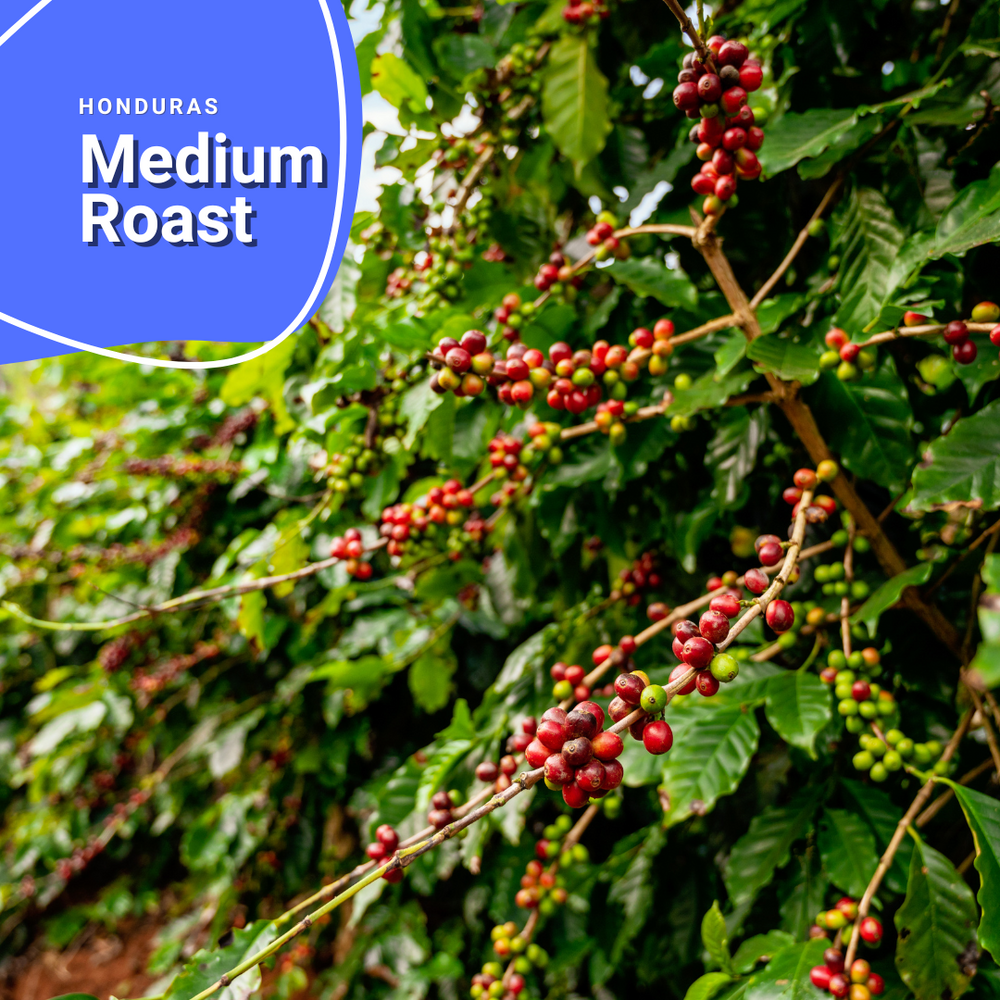 Medium Roast - Honduras