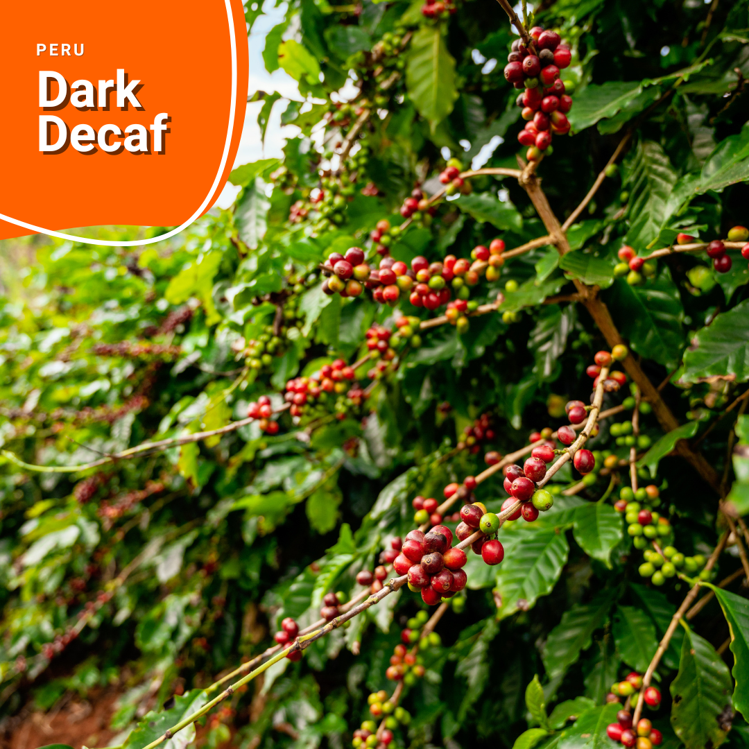 Dark Decaf - Peru